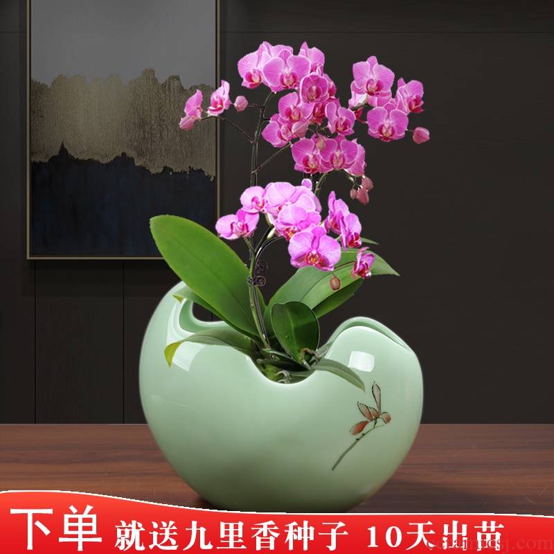 Butterfly orchid special ceramic flower pot celadon glaze hand made contracted individuality creative gentleman orchid large tray