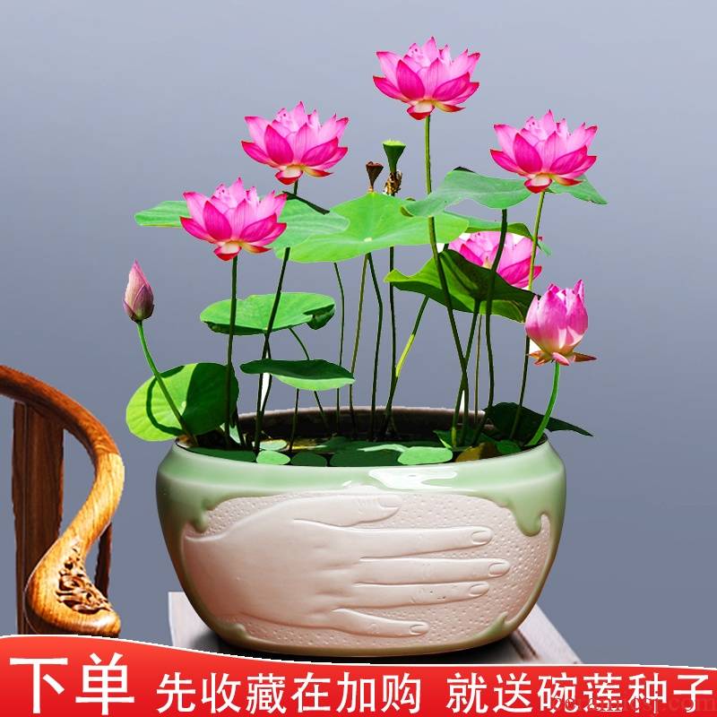 Ceramic hydroponic flower pot copper bowl lotus lotus grass withered lotus refers to no Kong Hua fish scenery new suit