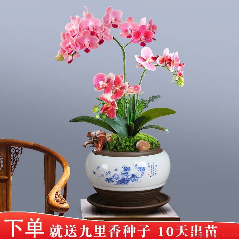 Special jingdezhen ceramic butterfly orchid flower POTS clivia miniascape fleshy green plant pot new money plant of blue and white porcelain