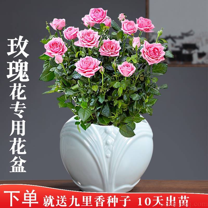 Rose, Rose, special ceramic celadon pot green plant glaze color move contracted Chinese breathable with tray