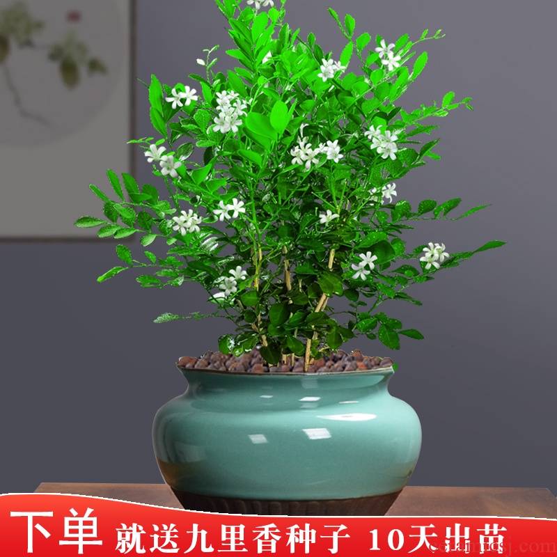 Small ceramic tray was coarse pottery flowerpot asparagus clay contracted creative green plant restoring ancient ways money plant violet arenaceous special package mail