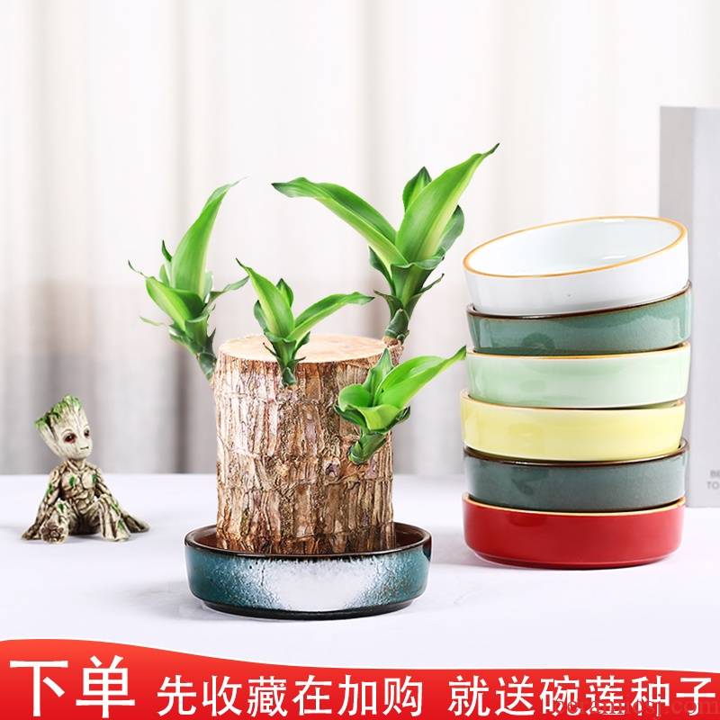 Brazilwood dedicated pot lucky lucky bamboo moss wood micro ball potted landscape landscape hydroponic ceramic ware