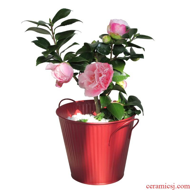 Camellia trees small potted green plant flower plant cold - resistant luzhou - flavor five - color Camellia with flower buds in those days