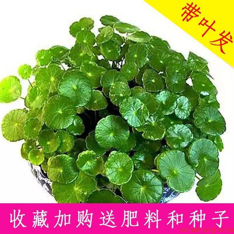 Hydroponic caocao cooper porcelain basin water raise creative Ye Zitong money grass evergreen aquatic the plants potted green y