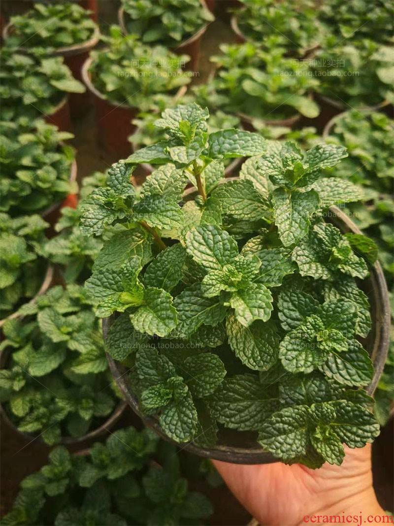 Eat fresh import spearmint mint seedlings flower pot edible flower seeds seeds can make tea cooking
