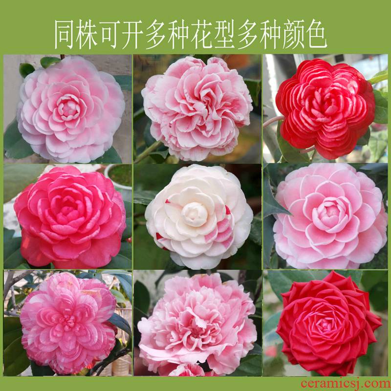 Authentic chaozhou fairy five treasure camellia, their breeding, wining a tree pattern is more than a flower color varieties bag y