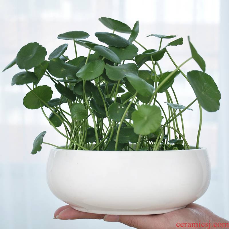 Buy xi refers to flower pot without hole, large copper bowl lotus lotus grass green plant of large diameter ceramic water basin is on sale