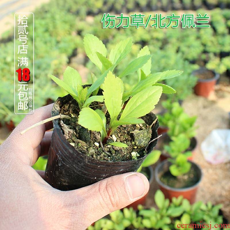 Vanilla tea, eating potted plant injury force MiaoPeiLan miao scrambled dense eggs flowers fragrant grass/