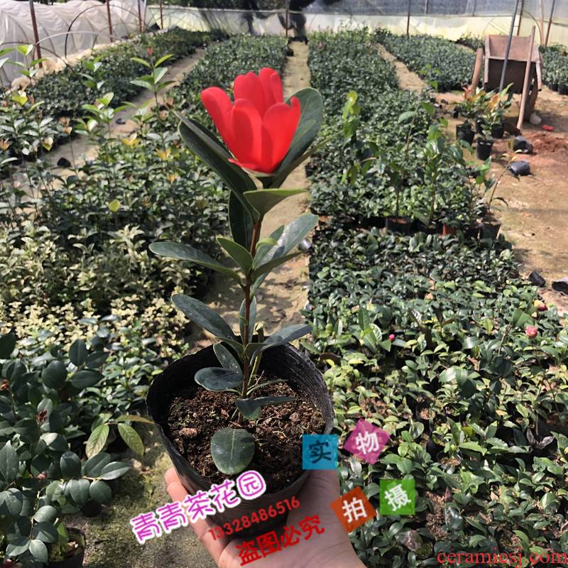 Four seasons cuckoo hongshan open unbeaten rhododendron camellia camellia seedlings flower pot camellia seedlings with buds shot bag in the mail