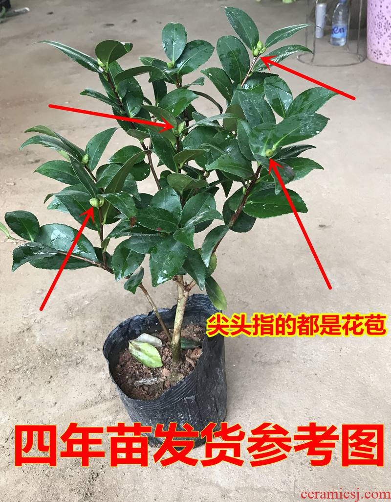 Camellia tree potted north four seasons rhododendron Camellia balcony woody flower plant good an inset jades