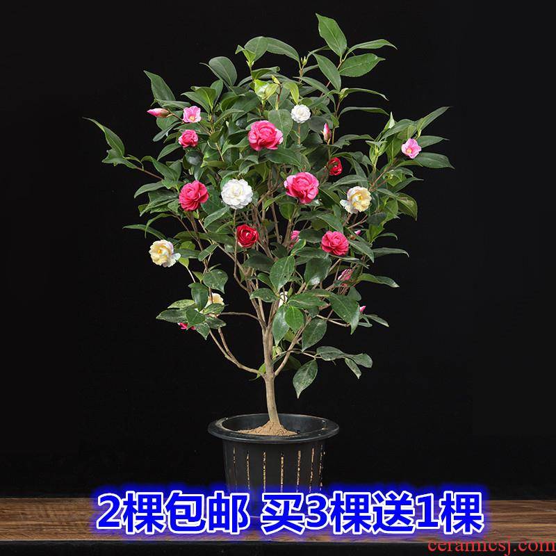 Camellia tree seedlings and potted with bud rare 18 th bachelor of interior hardy good raised four seasons flower Camellia blossom put