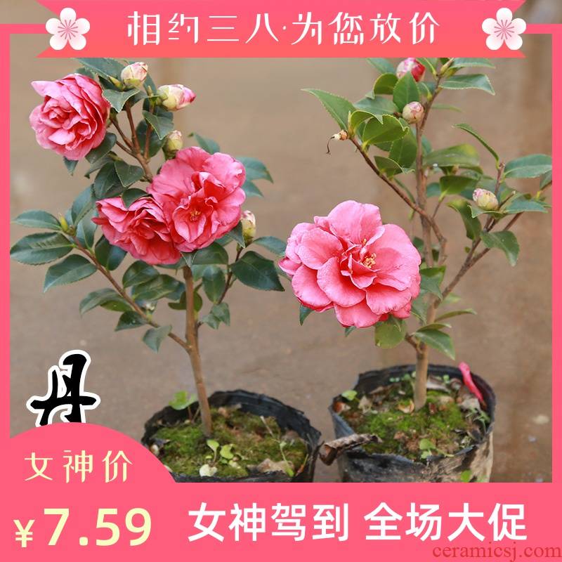 Tea varieties of name plum trees mammon Dan name plum flower seedlings in the four seasons green jade showa Tea plant bonsai flower Tea pot