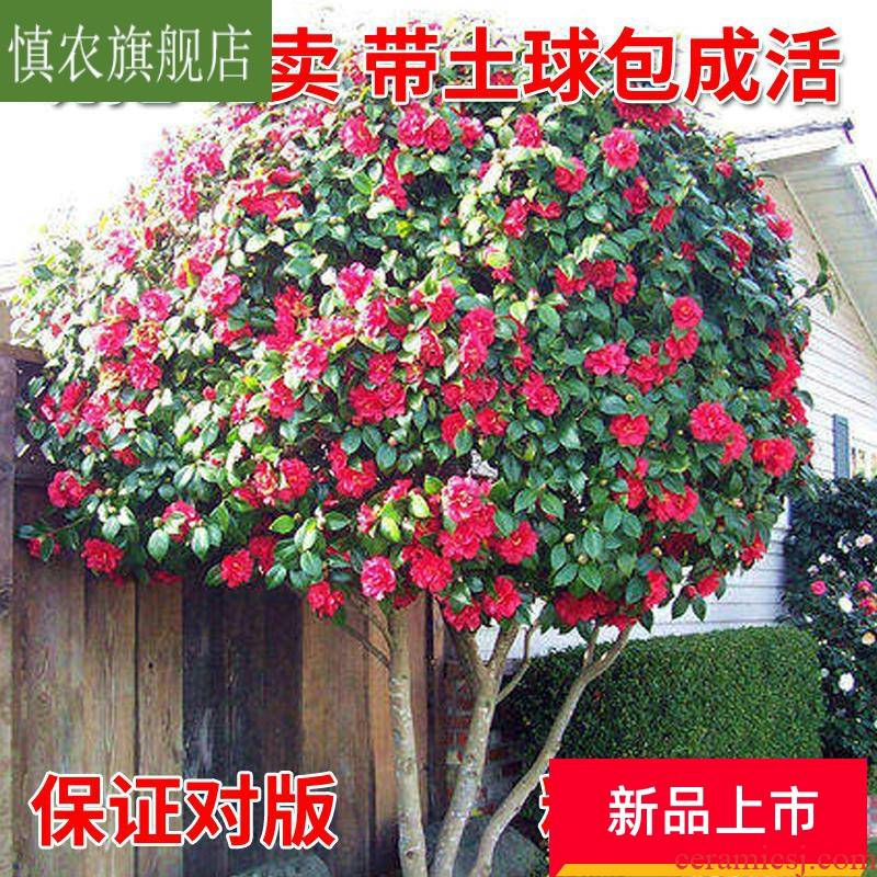Evergreen cold - resistant camellia seedlings courtyard large green plant camellia tree seedlings with bud potted plant camellia tree
