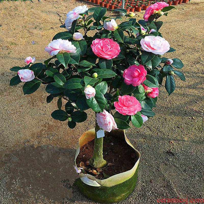 The The original soil delivery deficit danehill camellia seedlings when The flowering trees and potted 18 bachelor 's four seasons, The plants potted The plants