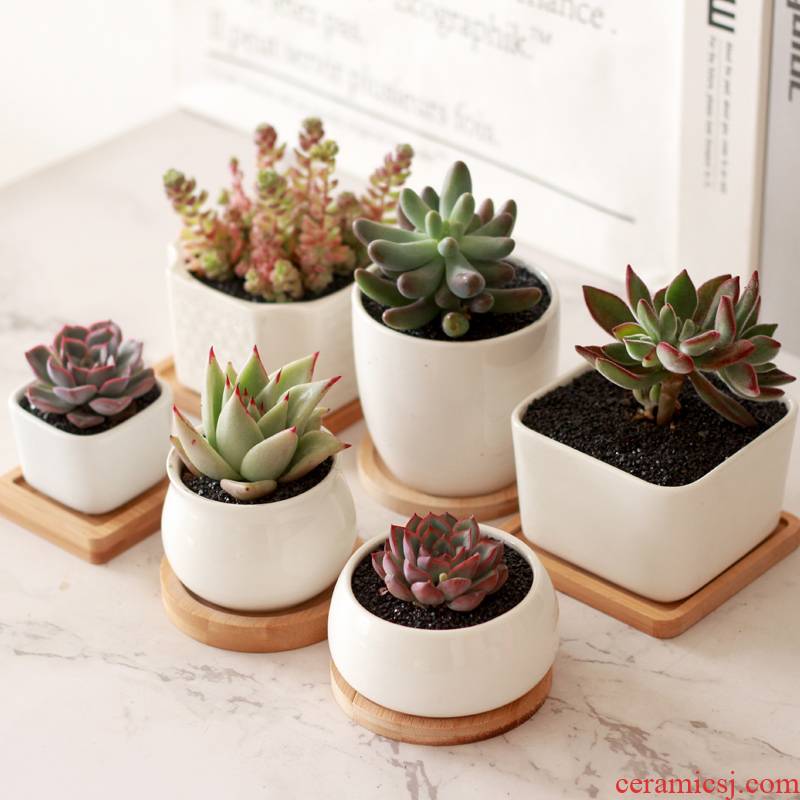 18 package mail fleshy ceramic flower pot white porcelain bowl with bamboo shape of more optional desktop small green plant more meat basin