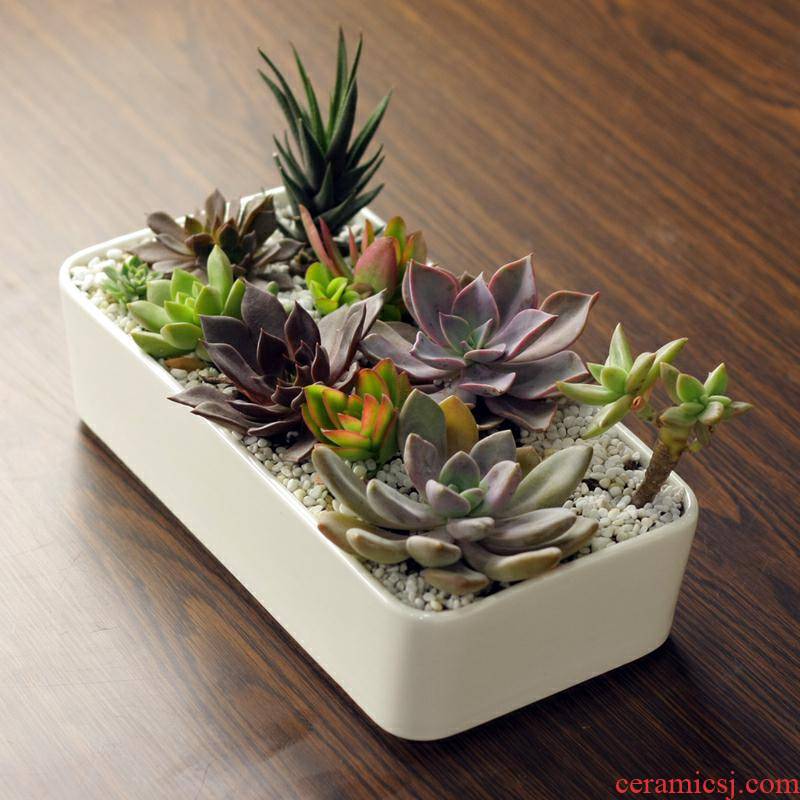 Extra large type control white creative faceplate meat platter flowerpot more large rectangular potted ceramic flesh POTS of the plants